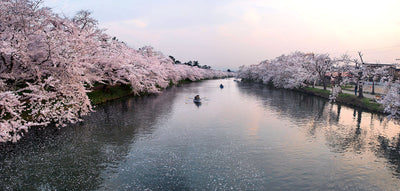Best Cherry Blossom Festivals and Viewing Spots in Japan