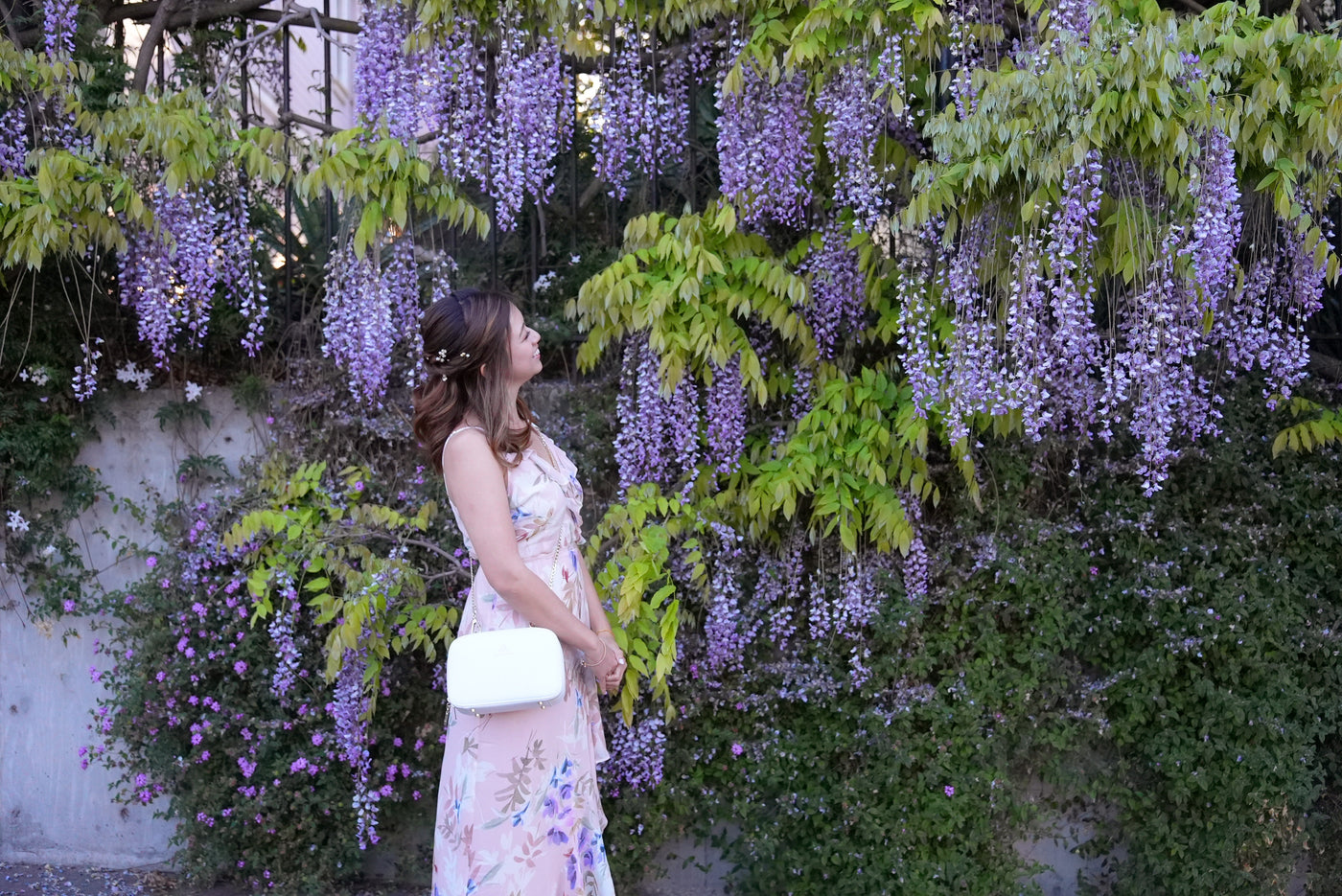 Where to See Wisteria in San Francisco, California